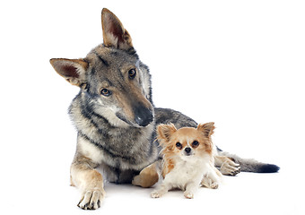 Image showing Czechoslovakian Wolfdog and chihuahua