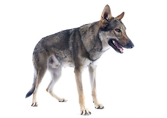 Image showing Czechoslovakian Wolfdog