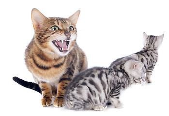 Image showing bengal kitten and mother