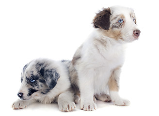 Image showing puppy border collies