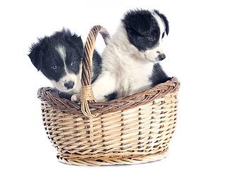 Image showing puppies border collie