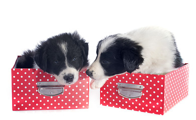 Image showing puppies border collie in a box