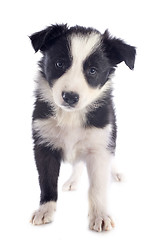 Image showing puppy border collie