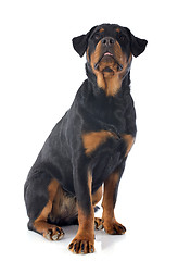 Image showing rottweiler