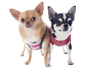 Image showing dressed chihuahuas