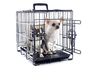 Image showing chihuahuas in kennel