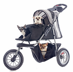 Image showing chihuahuas in pushchair