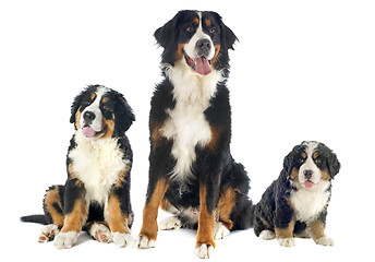 Image showing bernese moutain dogs