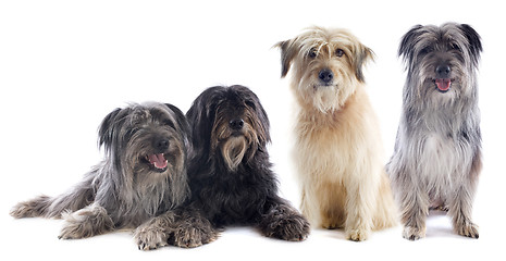 Image showing Pyrenean sheepdogs 