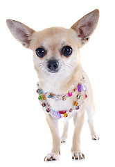 Image showing chihuahua and collar