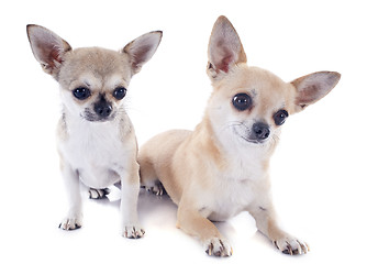 Image showing puppy and adult chihuahuas