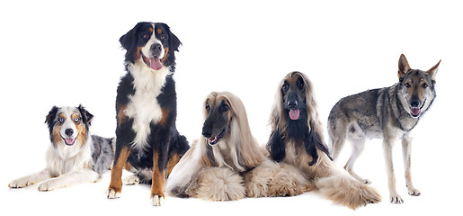 Image showing five dogs