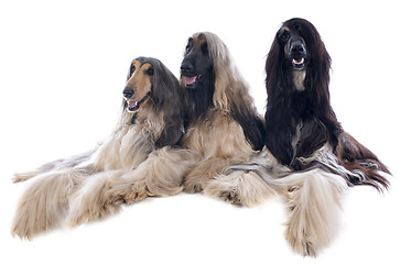 Image showing afghan dog