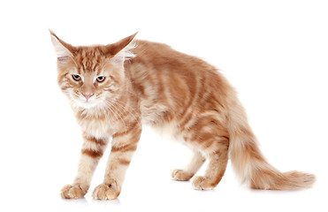 Image showing angry maine coon kitten