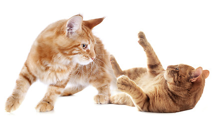 Image showing playing kitten