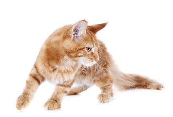 Image showing maine coon kitten