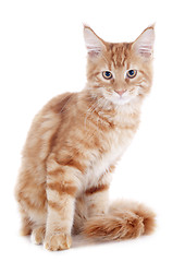 Image showing maine coon kitten