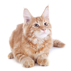 Image showing maine coon kitten