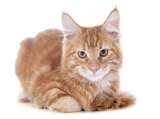 Image showing maine coon kitten