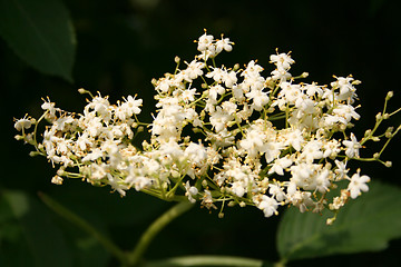 Image showing Elderflower