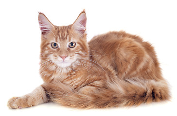 Image showing maine coon kitten