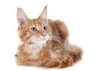 Image showing maine coon kitten