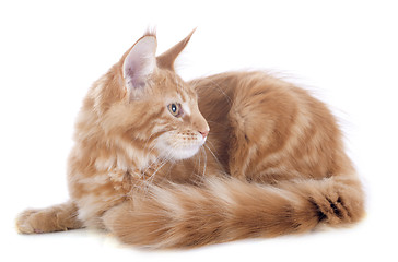 Image showing maine coon kitten