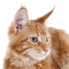 Image showing maine coon kitten