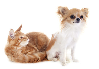 Image showing maine coon kitten and chihuahua
