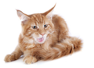 Image showing aggressive maine coon kitten