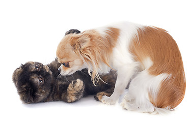 Image showing cat and dog playing