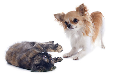 Image showing cat and dog playing