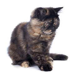 Image showing Exotic Shorthair kitten