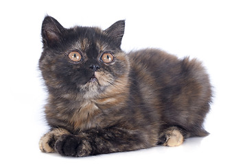Image showing Exotic Shorthair kitten