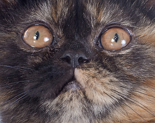 Image showing Exotic Shorthair kitten