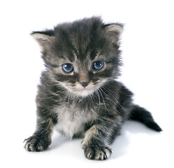 Image showing grey kitten