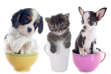 Image showing kitten and puppies in teacup