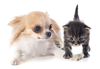 Image showing chihuahua and kitten