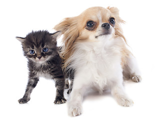 Image showing chihuahua and kitten