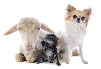 Image showing young lamb, kitten and chihuahua