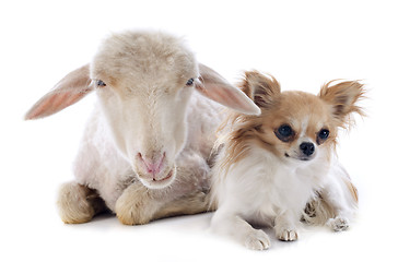 Image showing young lamb and chihuahua