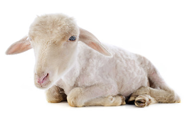 Image showing young lamb