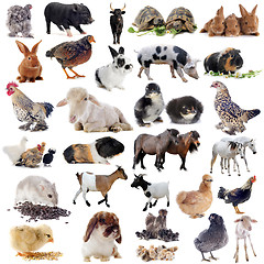 Image showing farm animals