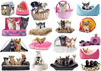 Image showing little dogs in bed