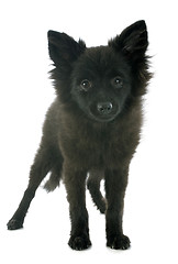 Image showing puupy spitz