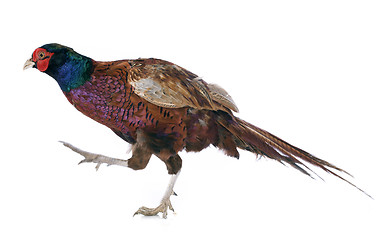 Image showing Male European Common Pheasant