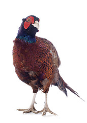 Image showing Male European Common Pheasant