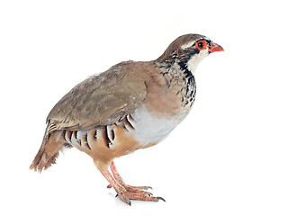 Image showing French Partridge, Alectoris rufa