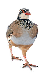 Image showing French Partridge, Alectoris rufa