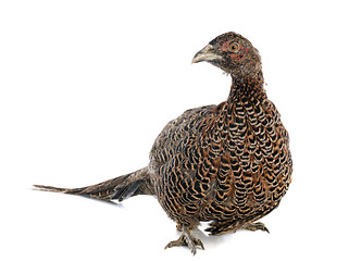 Image showing female European Common Pheasant